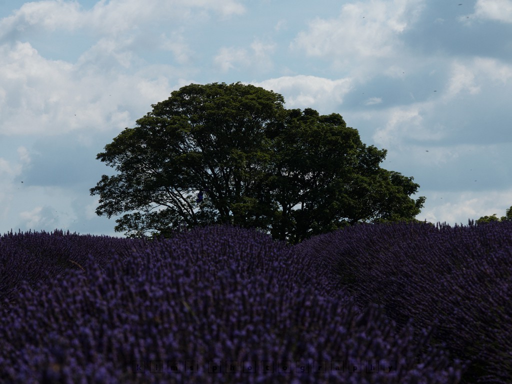 Lavender and the oak tree