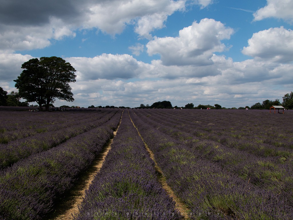 The oak tree and lavender field