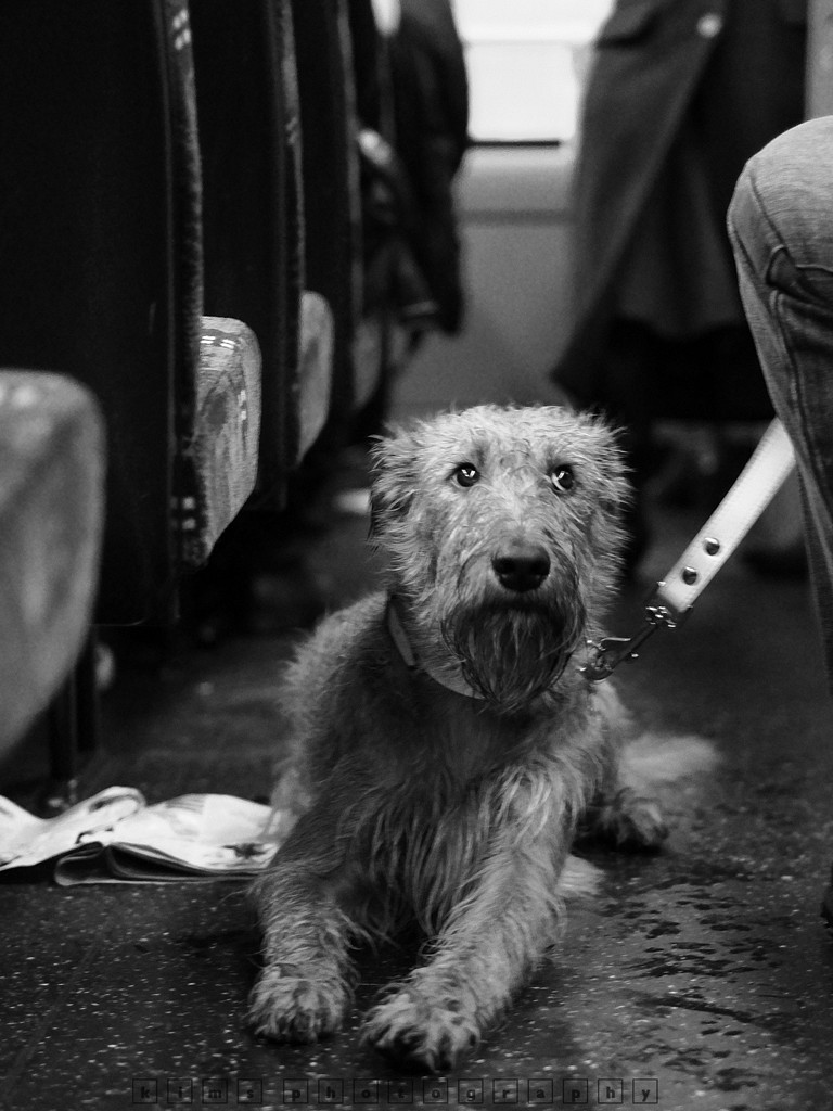 The dog on the bus